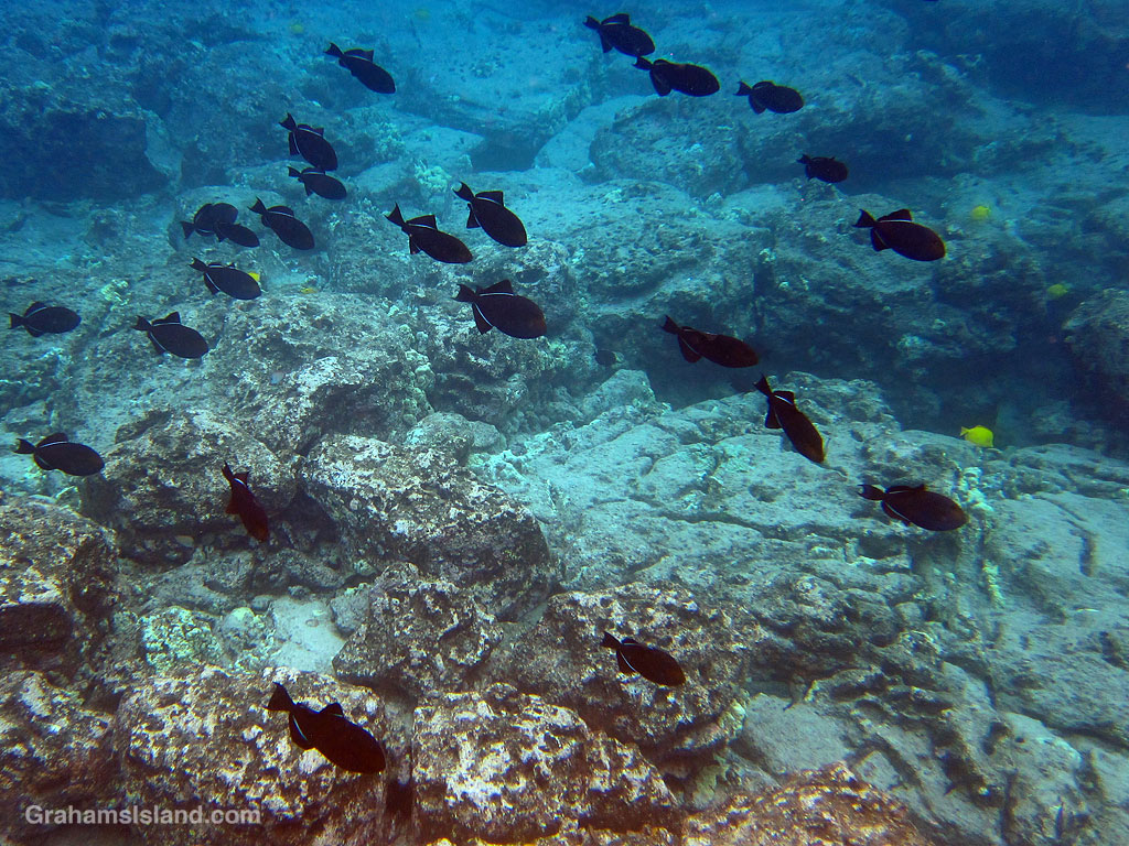 Black Triggerfish in the waters off Hawaii