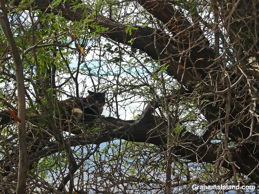 A cat rests in a Kiawe tree in Hawaii
