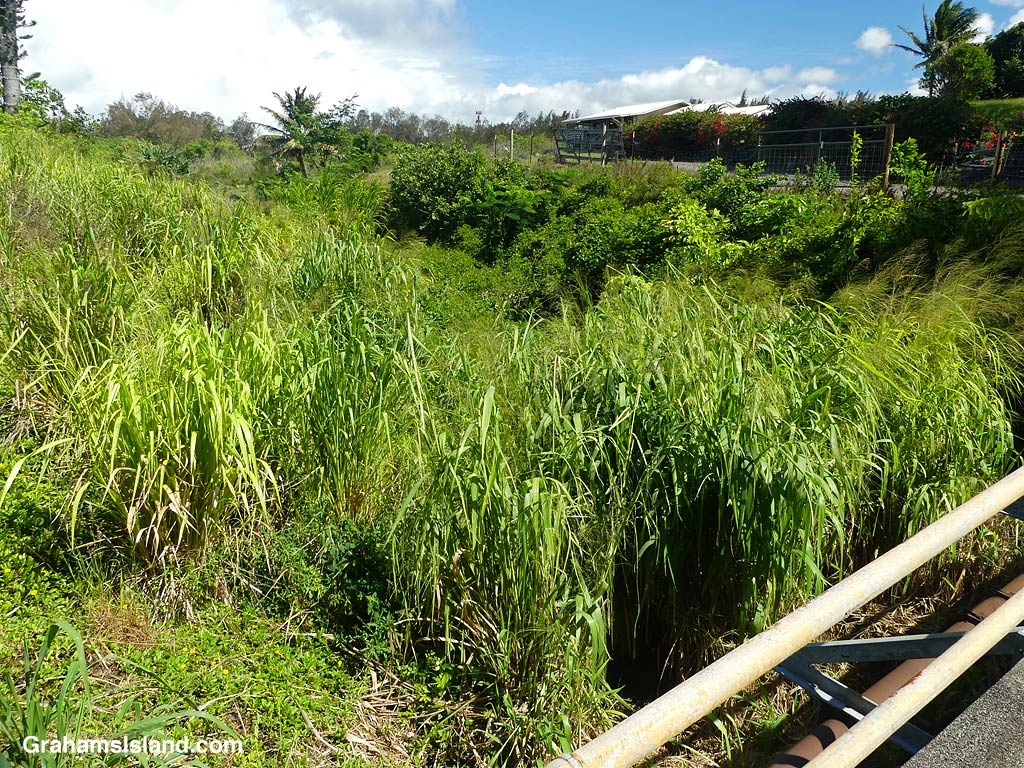 The Kohala Ditch in North Kohala, Hawaii, overgrown with vegetation