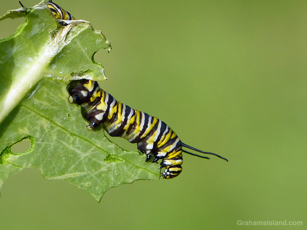 A Monarch Butterfly caterpillar munches on a crown flower leaf in Hawaii