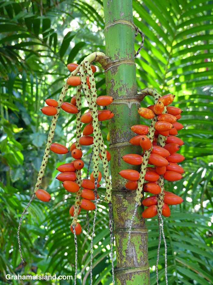 Fruits on a palm tree in Hawaii