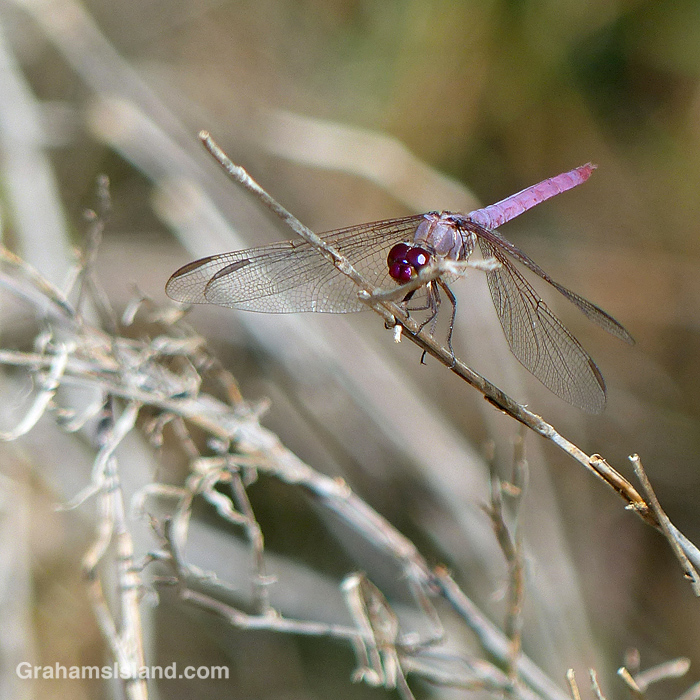 A Roseate skimmer dragonfly in Hawaii