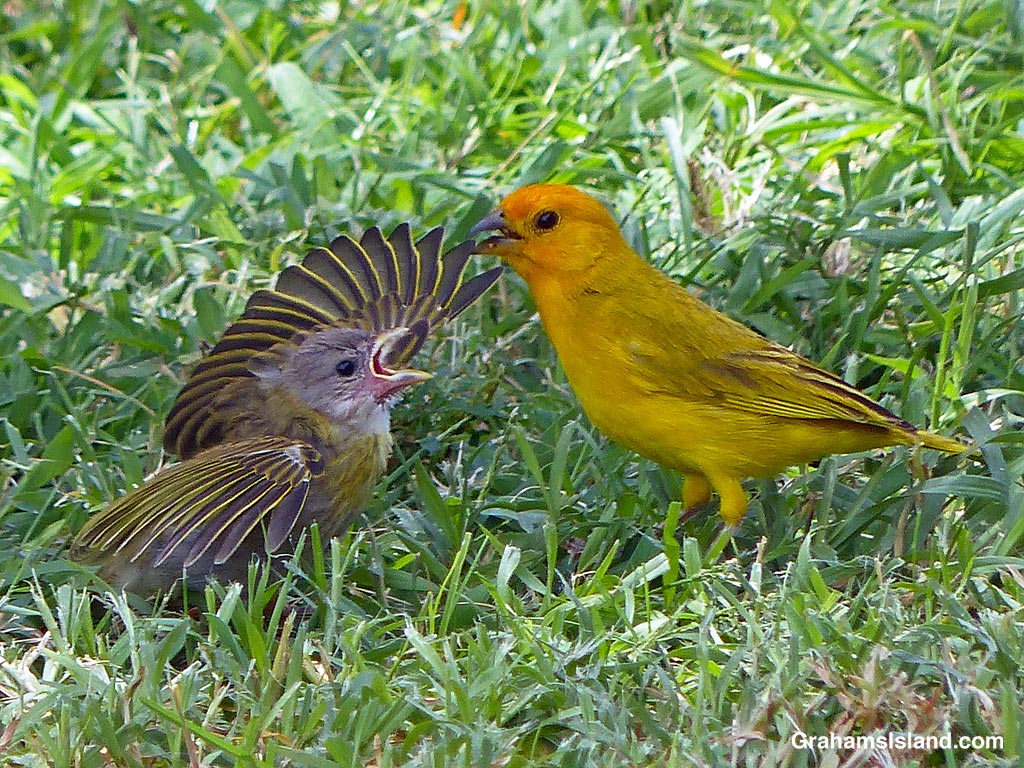 A young Saffron Finch calls for food from its parent in Hawaii