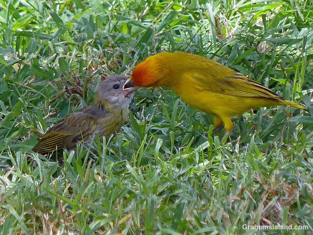 A young Saffron Finch gets food from its parent in Hawaii