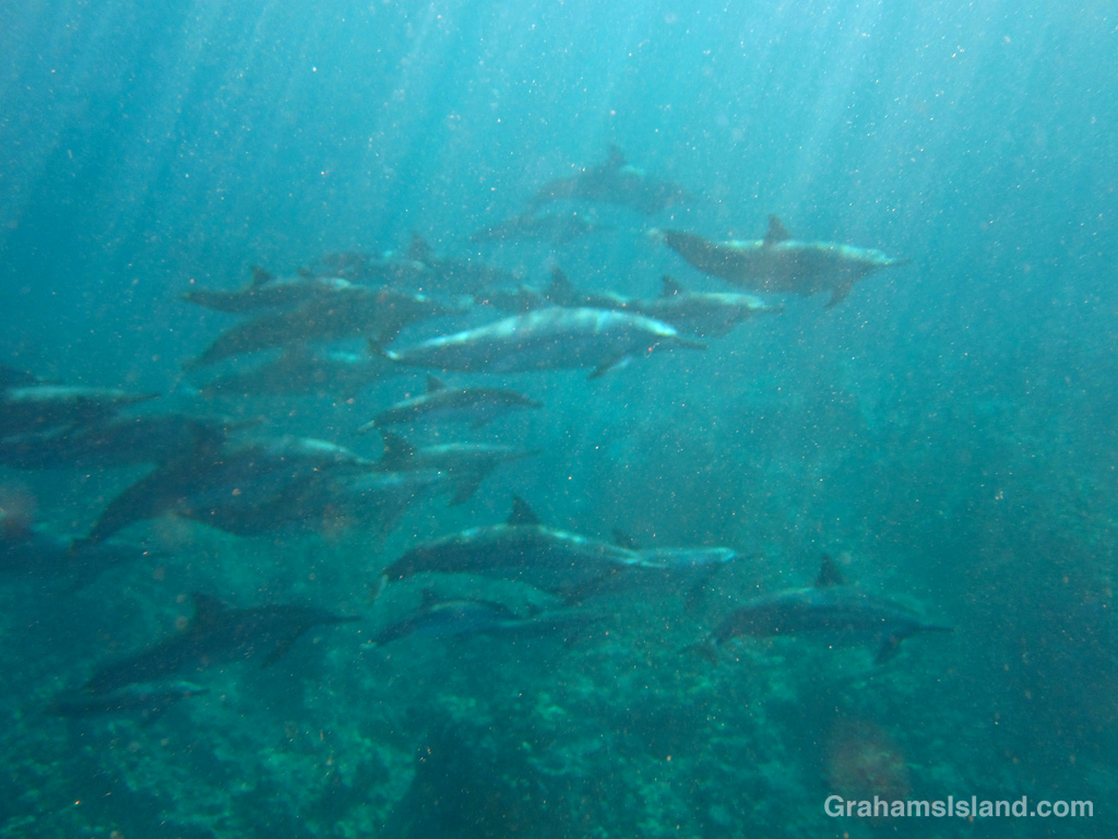 Spinner dolphins in the waters off Hawaii