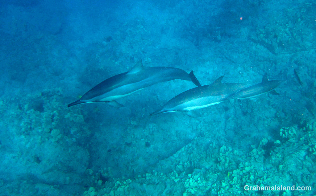 Spinner dolphins in the waters off Hawaii