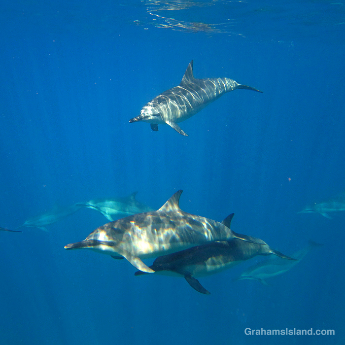Spinner dolphins in the waters off Hawaii