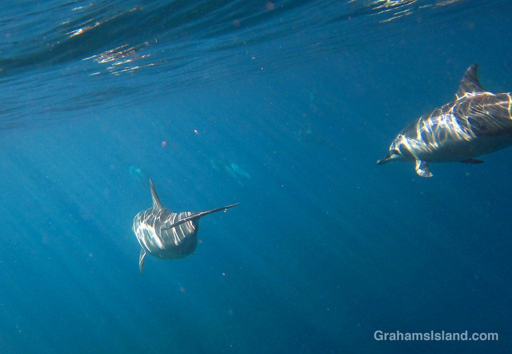 Spinner dolphins in the waters off Hawaii