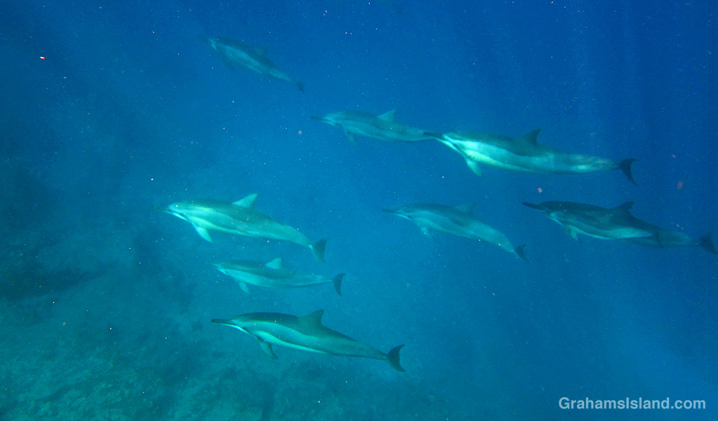 Spinner dolphins in the waters off Hawaii