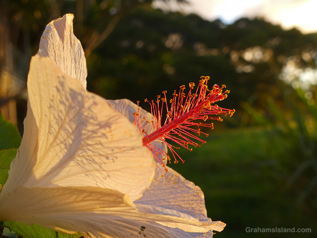 A white hibiscus at sunset in Hawaii