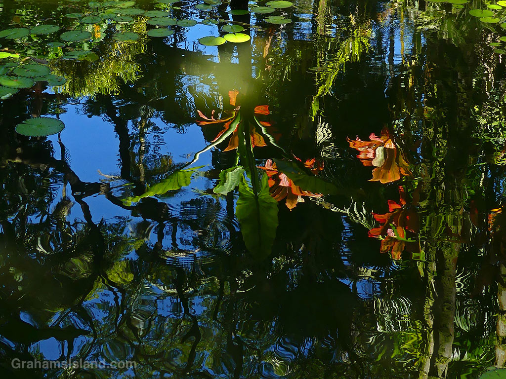 Reflections in Lily Lake at Hawaii Tropical Bioreserve and Garden