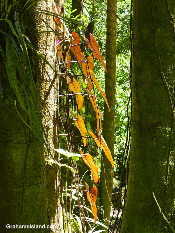 Anthurium leaves at Hawaii Tropical Bioreserve and Gardens