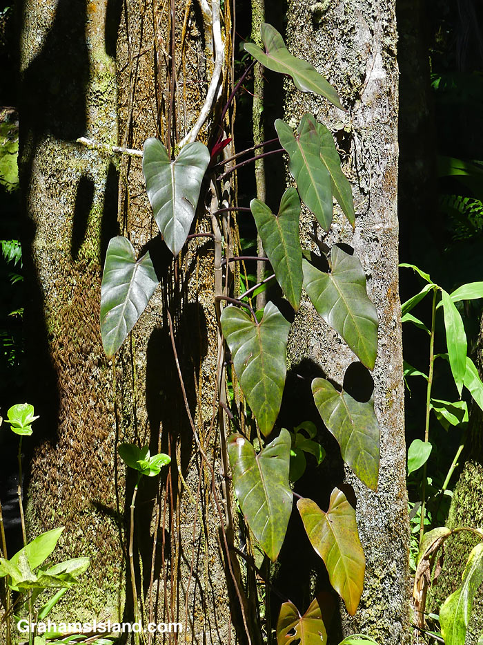 Anthurium leaves at Hawaii Tropical Bioreserve and Gardens