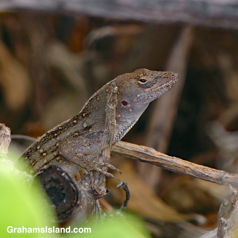 A brown anole in Hawaii