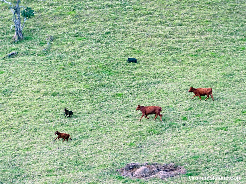 Cattle and a pig at Puuwaawaa in Hawaii