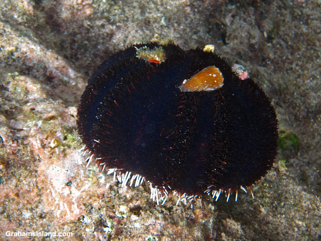A collector urchin with a yellow cone shell on its back in the waters off Hawaii