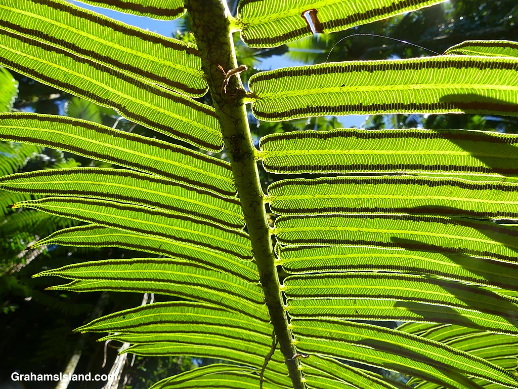Fern fronds at Hawaii Tropical Bioreserve and Gardens