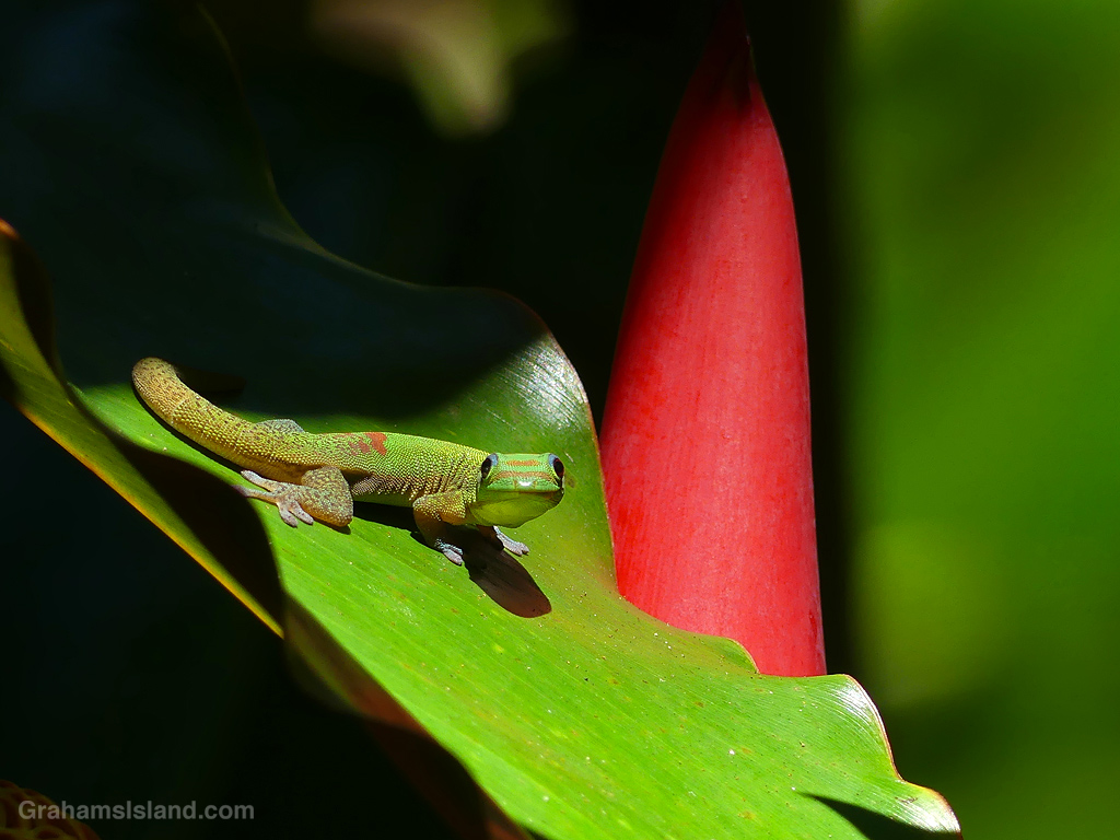A gecko on a heliconia leaf at Hawaii Tropical Bioreserve and Gardens