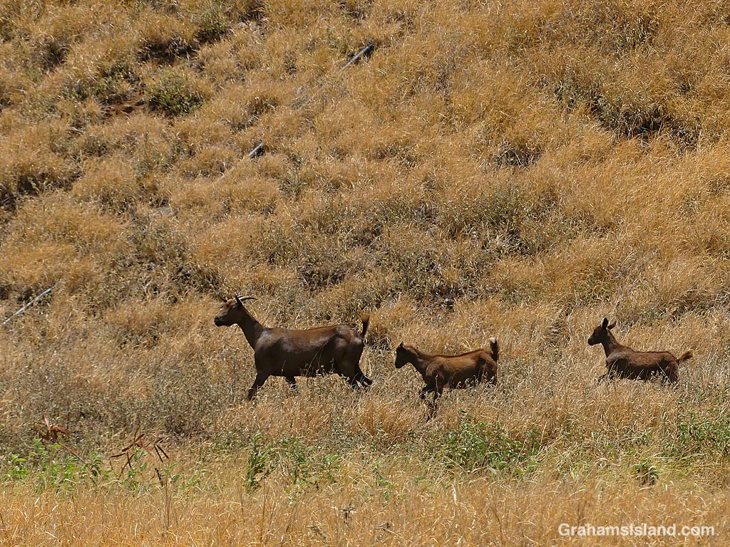 Wild goats in Hawaii