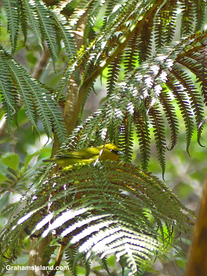A Hawaii Amakihi on a fern in Hawaii