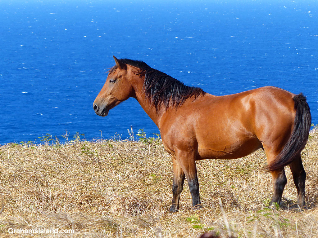 A horse on the coast of Hawaii