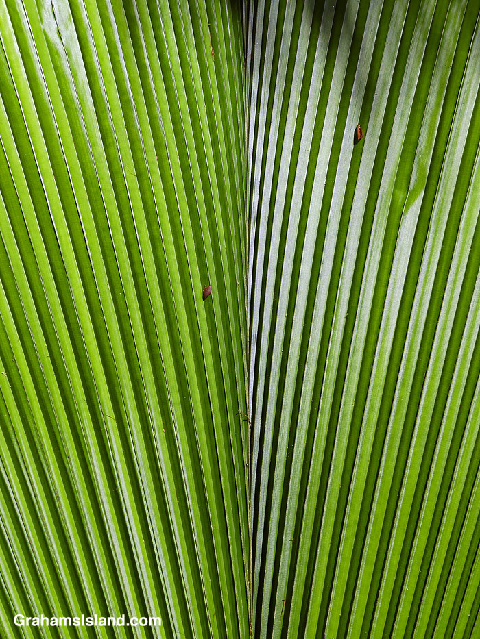 Palm frond at Hawaii Tropical Bioreserve and Gardens