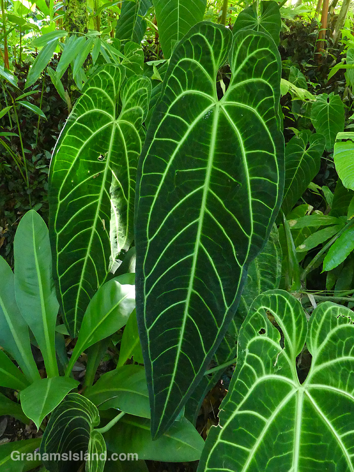 Queen Anthurium leaves at Hawaii Tropical Bioreserve and Gardens