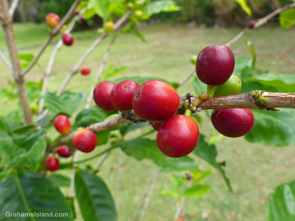 Coffee berries on a plant in Hawaii