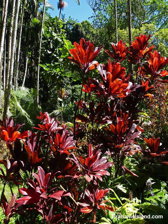 Ti plants at Hawaii Tropical Bioreserve and Gardens