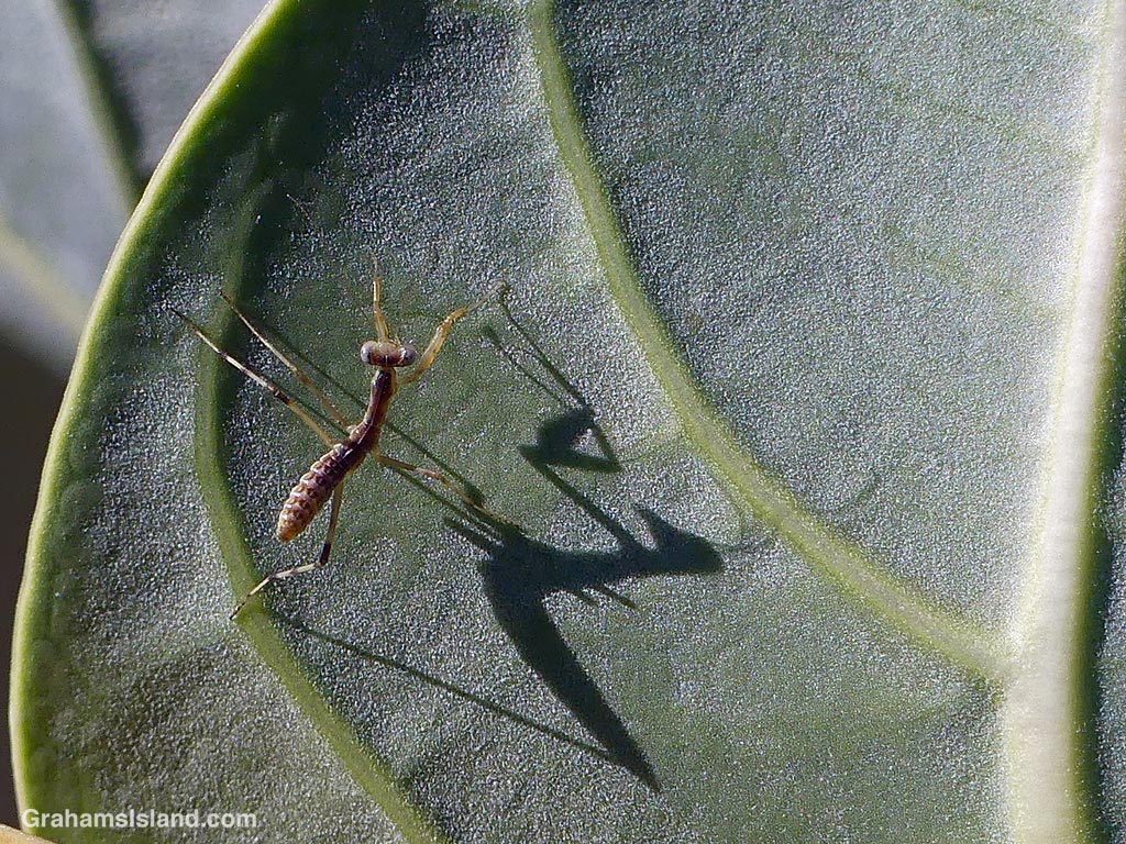 A tiny praying mantis on a crownflower leaf in Hawaii