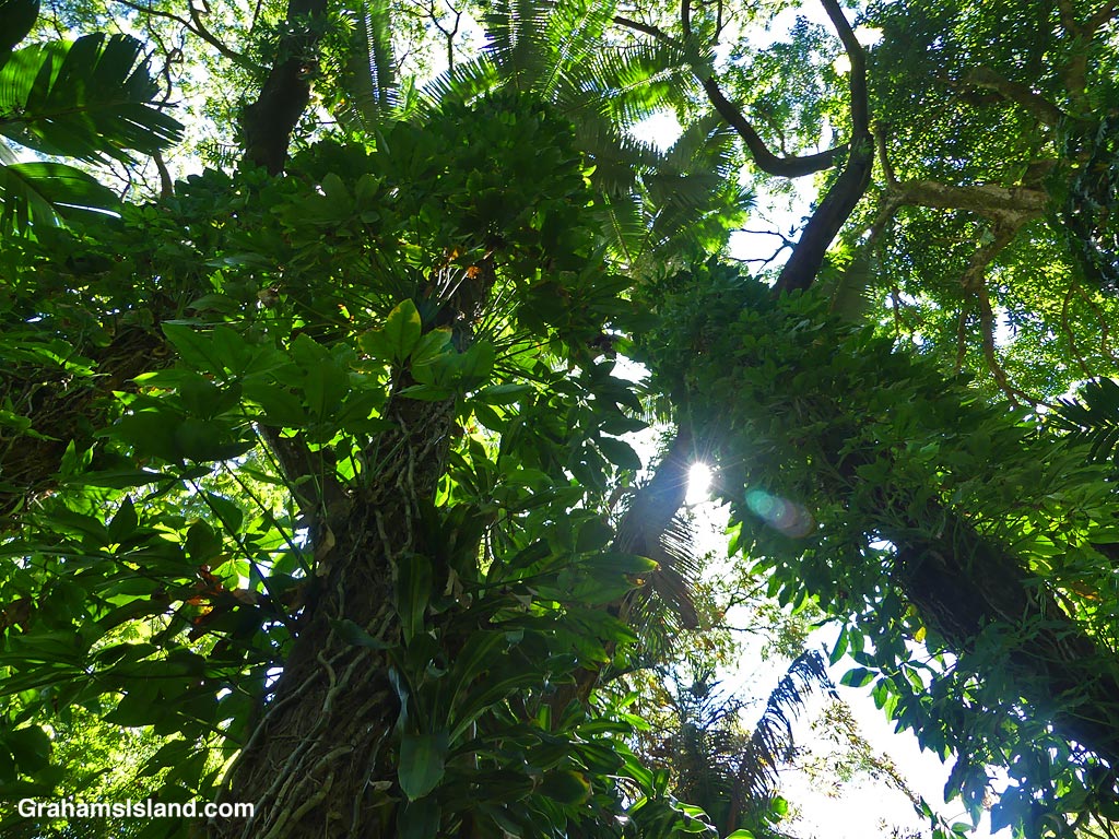 The tree canopy at Hawaii Tropical Bioreserve and Gardens