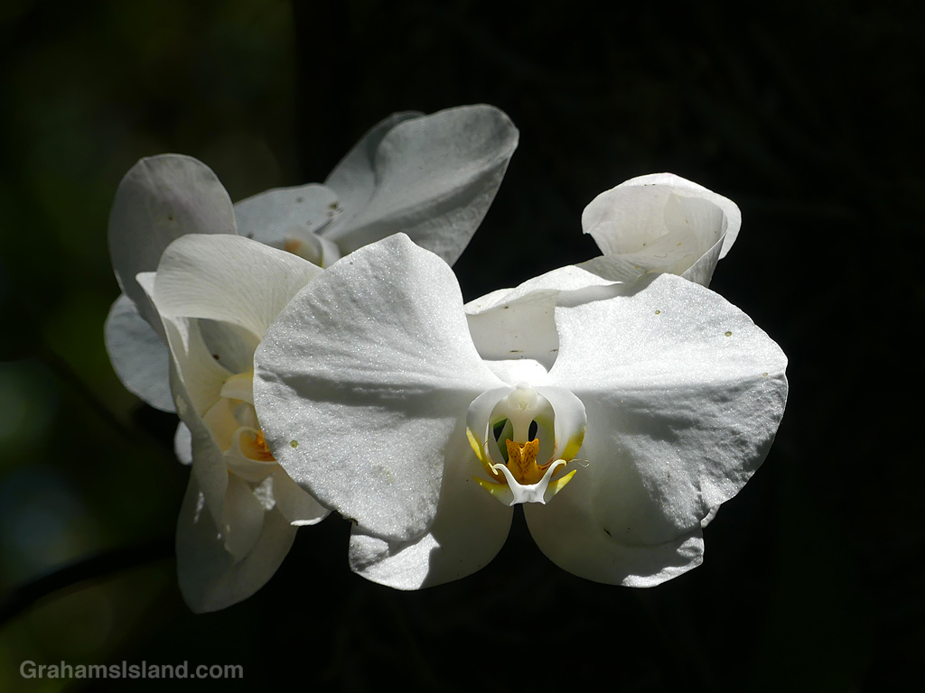 A white orchid in Hawaii