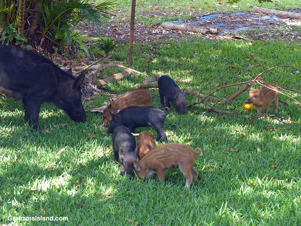 Wild pigs in Hawaii