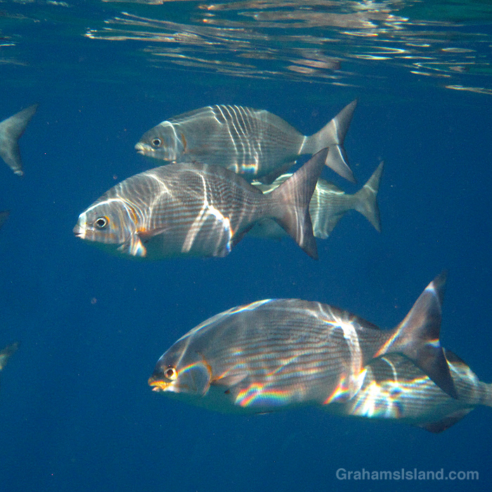 Brassy chubs catch the sun in the waters off Hawaii