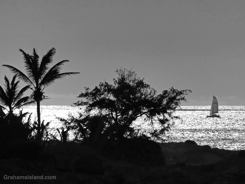 A black and white silhouette of a sailboat and palm tree