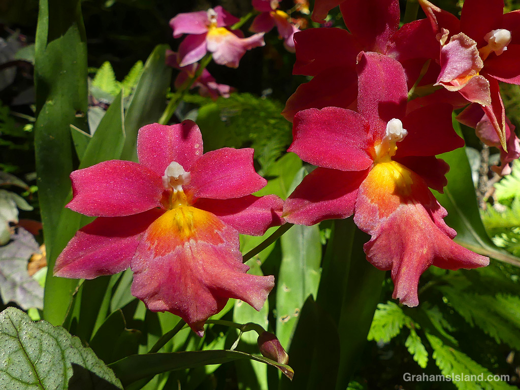A dusky pink orchid at Hawaii Tropical Bioreserve and Garden