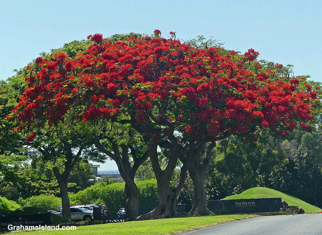 A Royal Poincana tree in bloom in Hawaii
