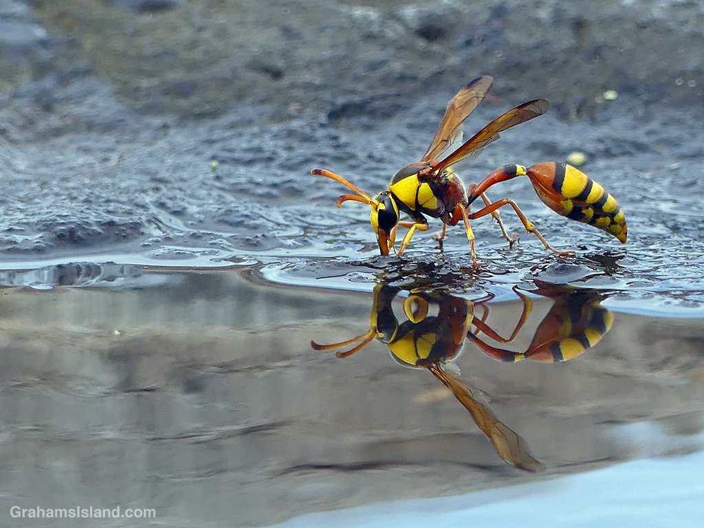 A wasp drinks from a pool of water