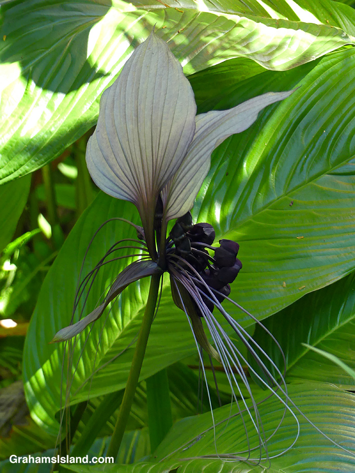 Bat Plant | Graham's Island