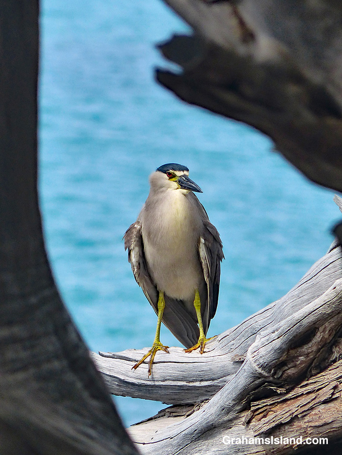 An adult Black-crowned Night Heron in Hawaii