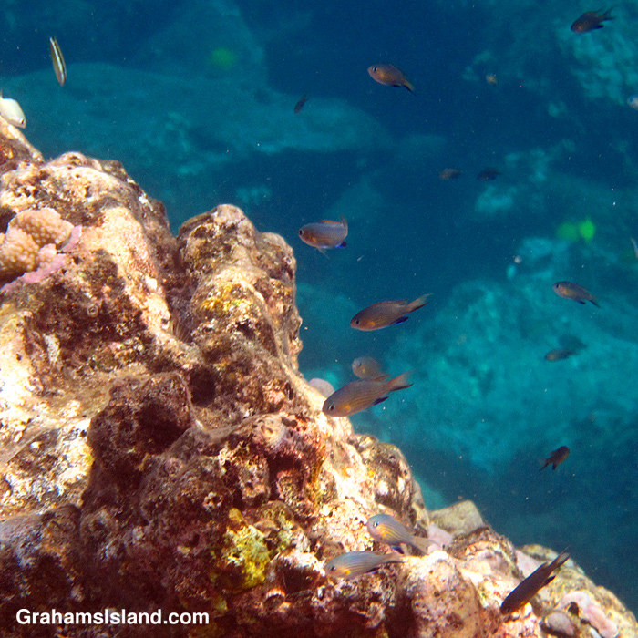 Blackfin Chromis swim in the waters off Hawaii