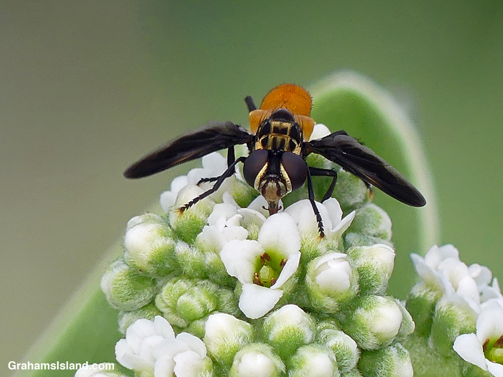 A Feather-legged fly on a Tree Heliotrope in Hawaii