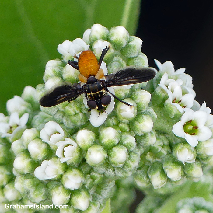 Feather-legged Fly | Graham's Island