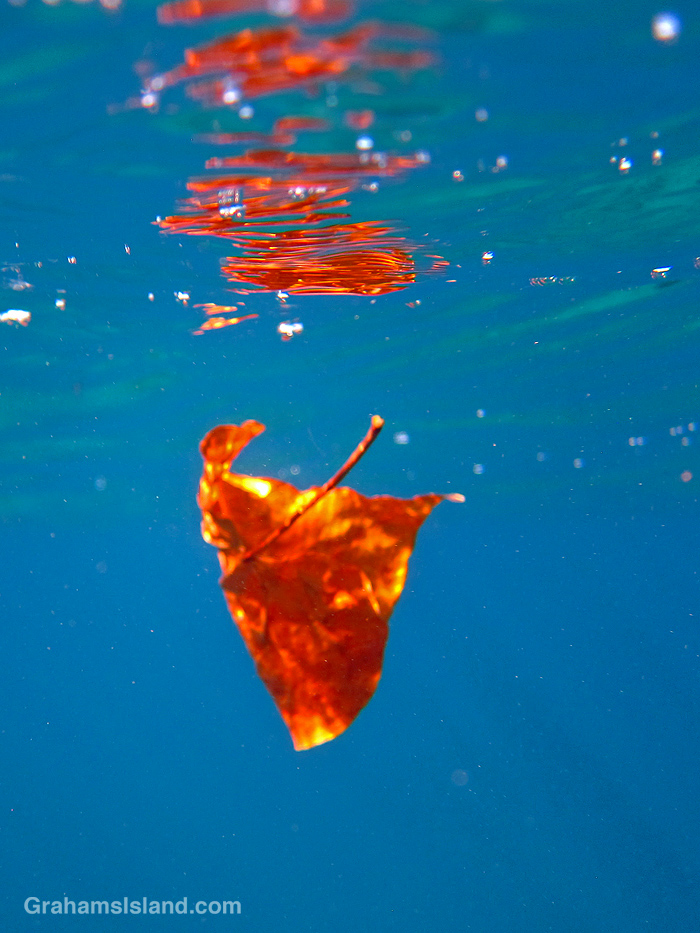 A leaf floating the ocean off hawaii