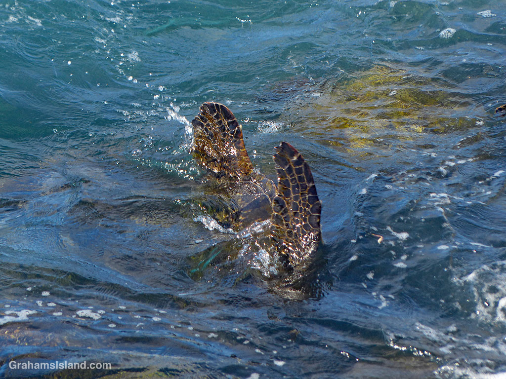 A Green Turtle dives in the waters off Hawaii