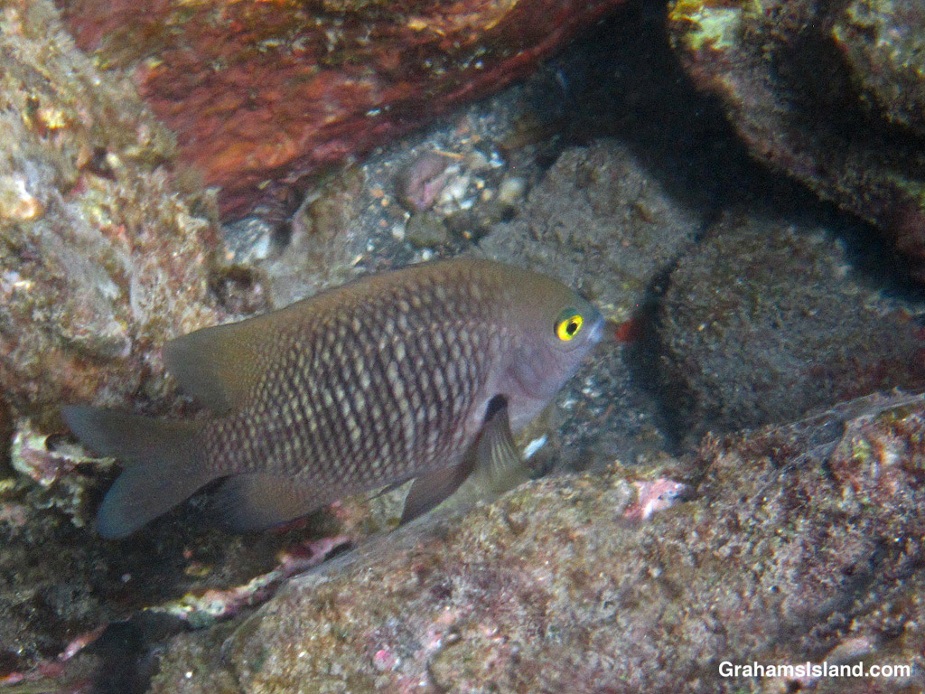 A Hawaiian Gregory in the waters off Hawaii