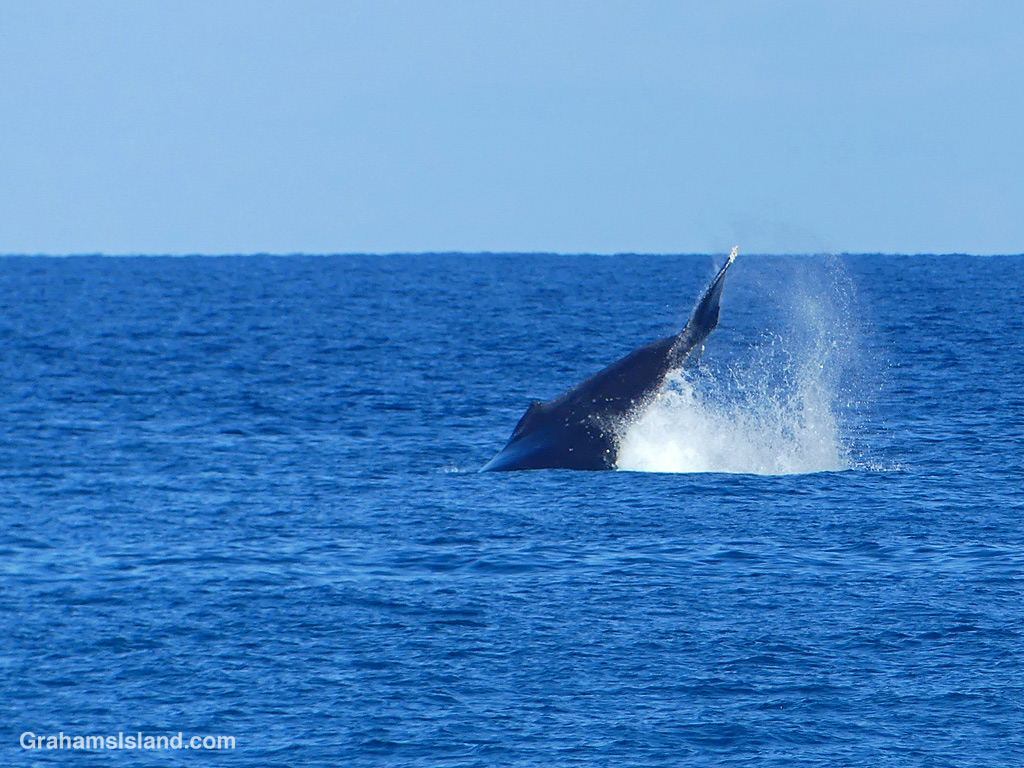 A humpback whale slaps its tail in the waters off Hawaii