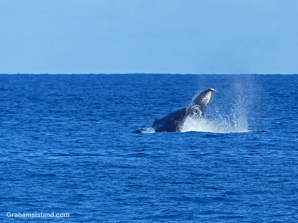 A humpback whale slaps its tail in the waters off Hawaii