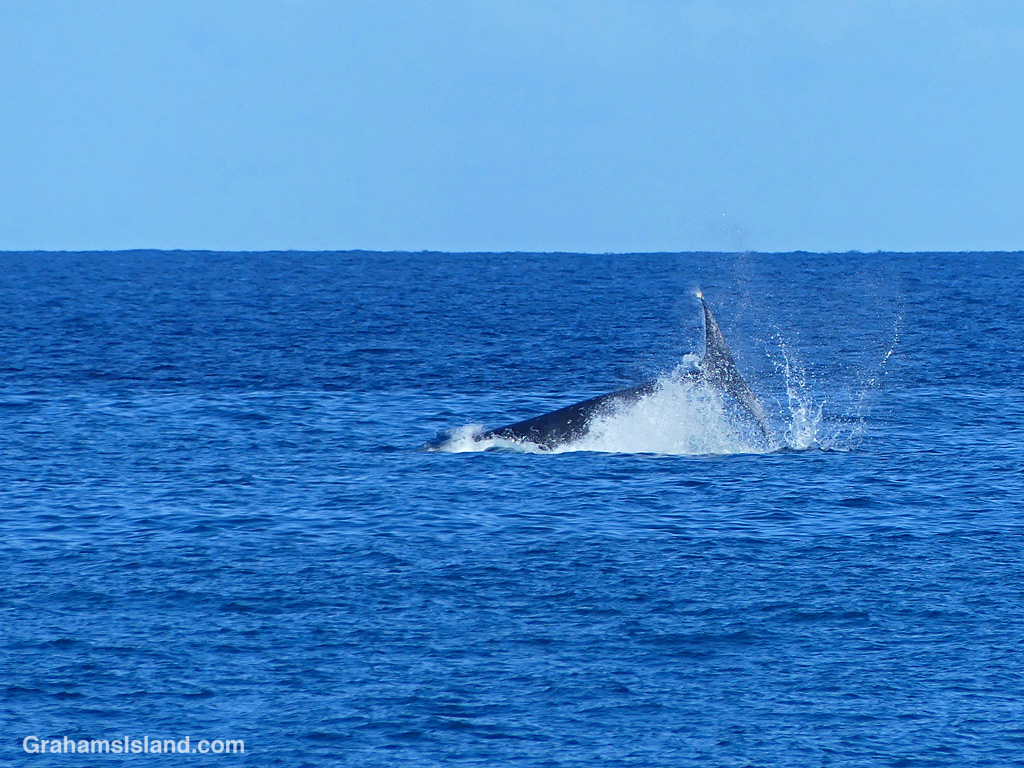 A humpback whale slaps its tail in the waters off Hawaii