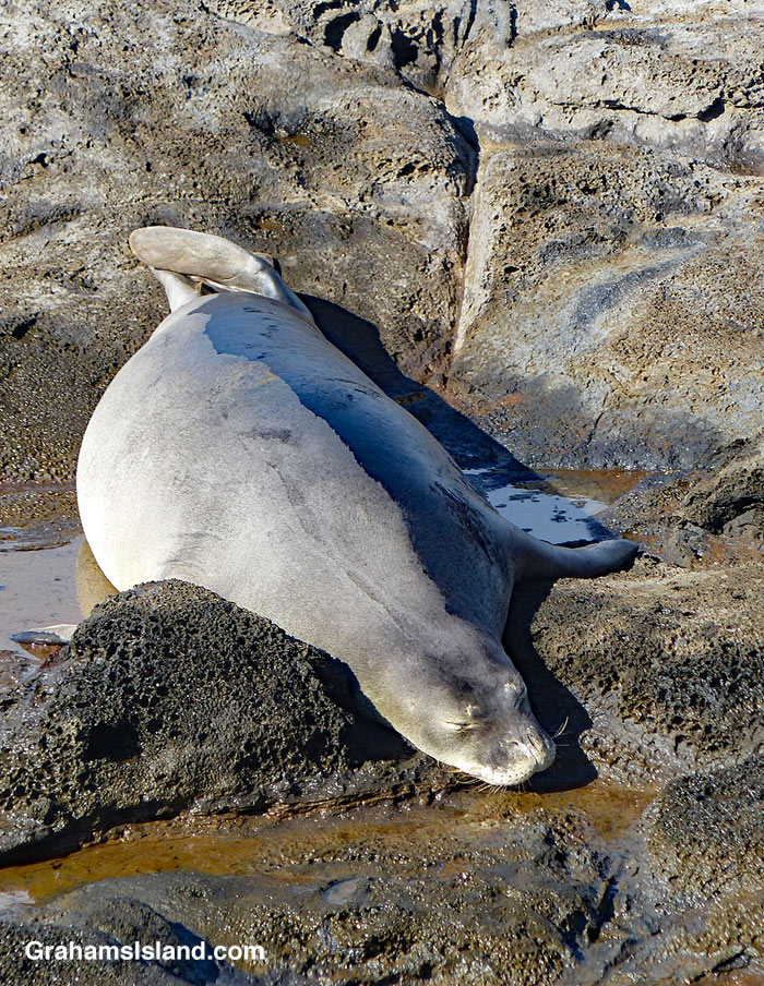 A Hawaiian monk seal rests on the coast of Hawaii